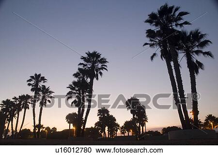 Stock Image - Palm Trees at sunset in Ventura California USA. Fotosearch