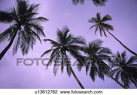 Palm trees at sunset View Large Photo Image Stock Image - Palm trees at sunset. Fotosearch