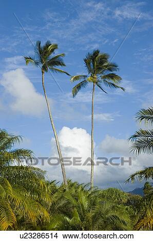 Palm trees in Hanalei Bay Princeville Kauai Hawaii USA View Large Photo Image Picture - Palm trees in Hanalei Bay Princeville Kauai Hawaii USA. Fotosearch