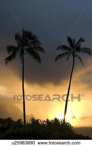 Palm trees in Hanalei Bay Princeville Kauai Hawaii USA View Large Photo Image Stock Image - Palm trees in Hanalei Bay Princeville Kauai Hawaii USA. Fotosearch