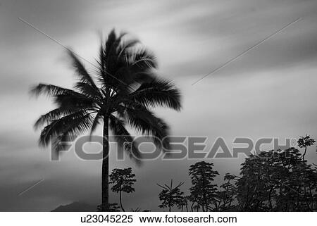 Palm trees in Hanalei Bay Princeville Kauai Hawaii USA View Large Photo Image Stock Photography - Palm trees in Hanalei Bay Princeville Kauai Hawaii USA. Fotosearch