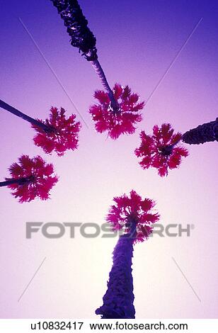 Stock Photo - Palm Trees shot with infrared film. Fotosearch