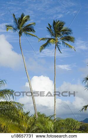 Palm trees View Large Photo Image Stock Image - Palm trees. Fotosearch