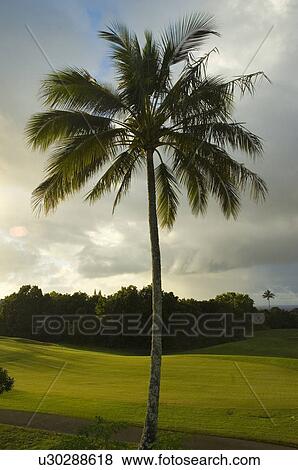 Palm Trees View Large Photo Image Stock Photo - Palm Trees. Fotosearch