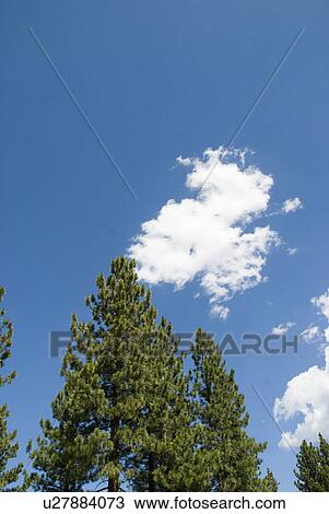 Pine trees and clouds View Large Photo Image Stock Image - Pine trees and clouds. Fotosearch