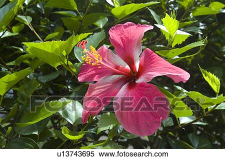 Red Hibiscus flower Hanalei Bay Princeville Kauai Hawaiian Islands USA View Large Photo Image Stock Photography - Red Hibiscus flower Hanalei Bay Princeville Kauai Hawaiian Islands USA. Fotosearch