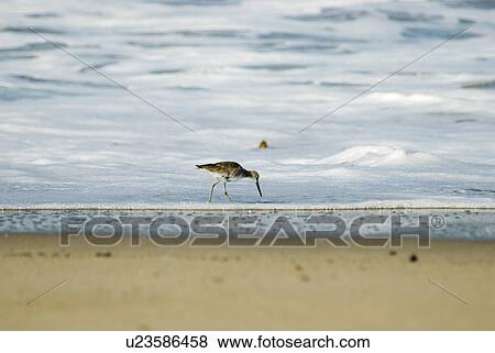 Stock Photo - Sand Piper bird on the shore line. Fotosearch