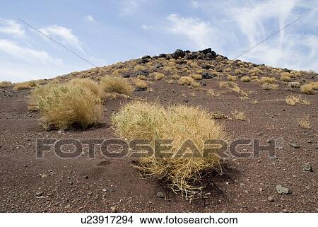 Picture - Sandy hill with bushes on it. Fotosearch