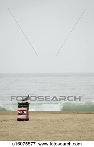 Seagull on a can View Large Photo Image Stock Photo - Seagull on a can. Fotosearch