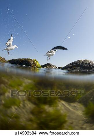 Picture - Seagulls on rocks. Fotosearch