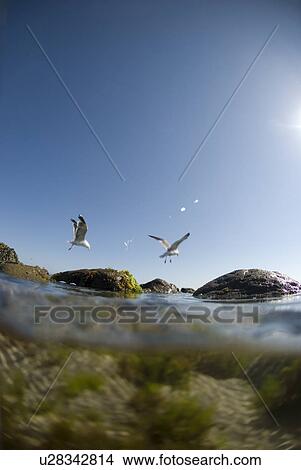 Seagulls on rocks View Large Photo Image Picture - Seagulls on rocks. Fotosearch