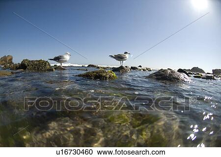 Stock Image - Seaguls on rocks. Fotosearch