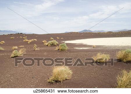 Stock Image - Small brush on dirt near lake. Fotosearch