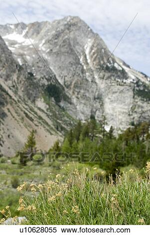 Snowy mountains and grassy lands View Large Photo Image Stock Photography - Snowy mountains and grassy lands. Fotosearch