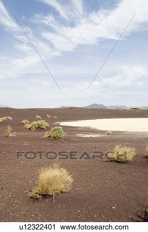 Sparse vegetation View Large Photo Image Stock Image - Sparse vegetation. Fotosearch