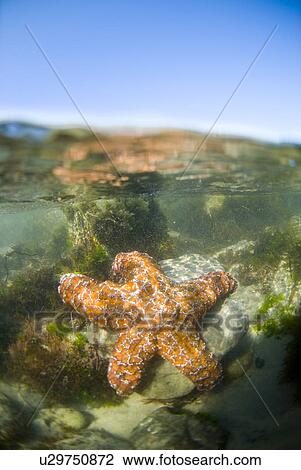 Stock Image - Star fish in tide pool. Fotosearch