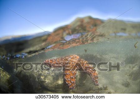 Stock Photography - Starfish in tide pool. Fotosearch