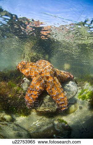 Starfish in tide pools View Large Photo Image Stock Photography - Starfish in tide pools. Fotosearch