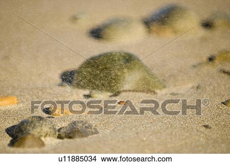 Picture - Stones on sand. Fotosearch