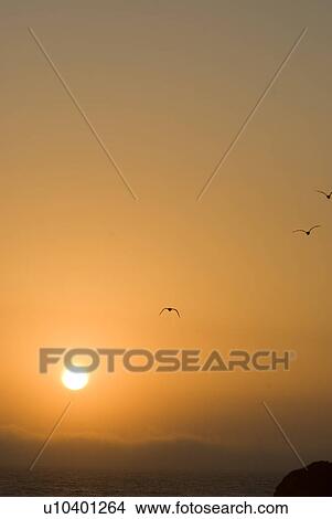 Picture - Sunset with birds. Fotosearch