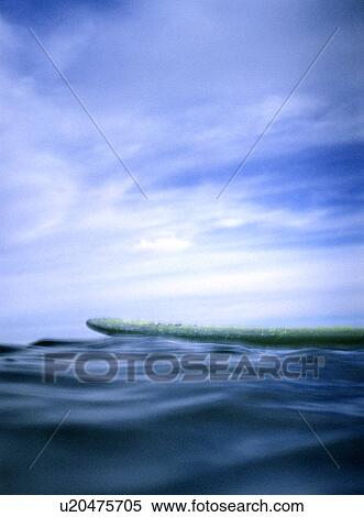 Surfboard floating in the water View Large Photo Image Stock Photography - Surfboard floating in the water. Fotosearch