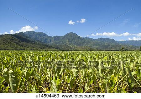 Taro plants in Hanalei Bay Princeville Kauai Hawaii View Large Photo Image Stock Photo - Taro plants in Hanalei Bay Princeville Kauai Hawaii. Fotosearch