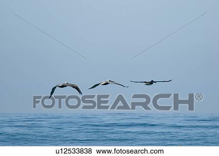 Three pelicans flying over water View Large Photo Image Stock Photo - Three pelicans flying over water. Fotosearch