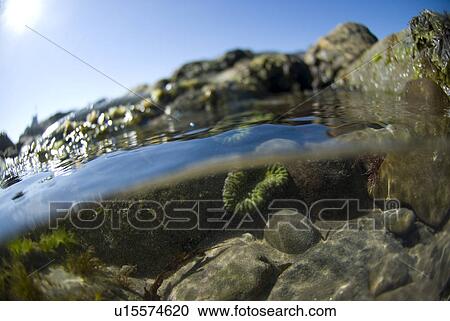 Tide pool View Large Photo Image Stock Image - Tide pool. Fotosearch