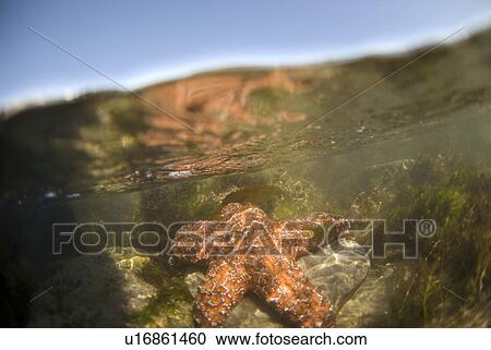 Tide pool View Large Photo Image Stock Image - Tide pool. Fotosearch