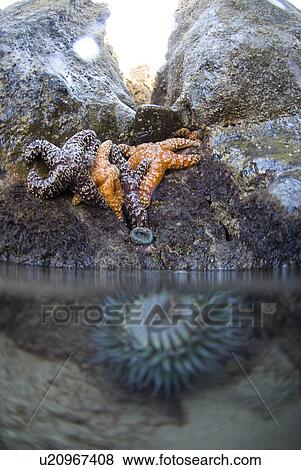 Stock Photo - Tidepools with star fish. Fotosearch