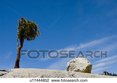 Tree and rock View Large Photo Image Stock Image - Tree and rock. Fotosearch