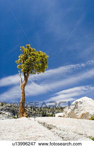 Stock Photo - Tree. Fotosearch