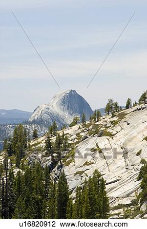 Trees growing in a rocky hillside View Large Photo Image Stock Image - Trees growing in a rocky hillside. Fotosearch