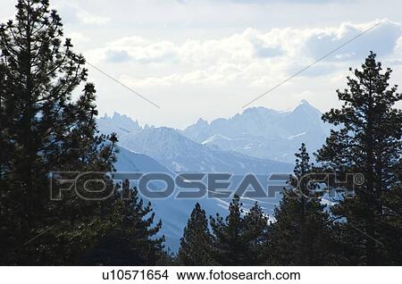 Picture - Trees in the mountains. Fotosearch