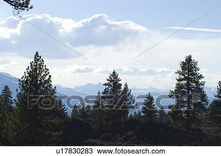 Stock Image - Trees in the mountains. Fotosearch