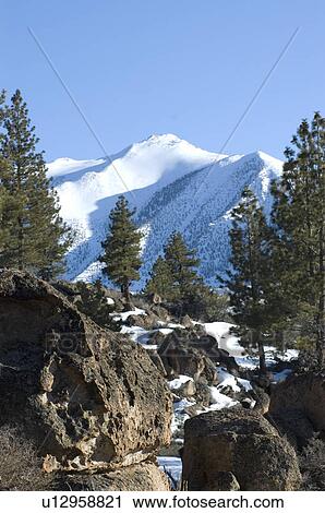 Trees in the mountains with snow View Large Photo Image Stock Image - Trees in the mountains with snow. Fotosearch