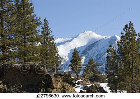 Stock Image - Trees in the mountains with snow. Fotosearch