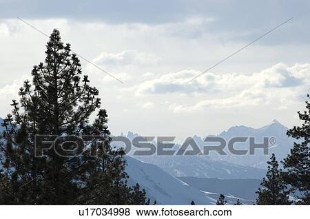 Trees in the mountains with snow View Large Photo Image Stock Photo - Trees in the mountains with snow. Fotosearch
