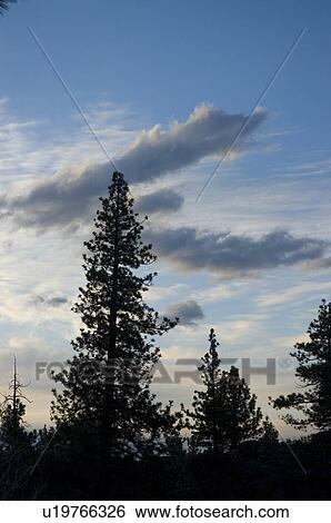 Stock Photograph - Trees. Fotosearch