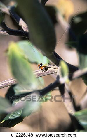 Two ladybugs mating View Large Photo Image Stock Photo - Two ladybugs mating. Fotosearch