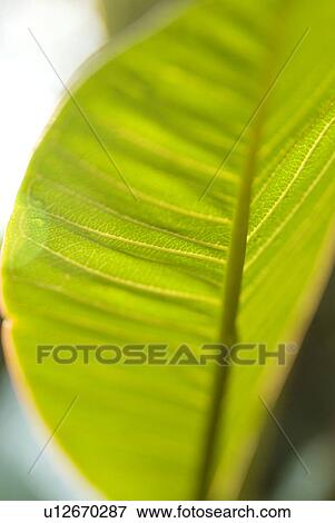 Stock Photo - Underside of a green leaf. Fotosearch