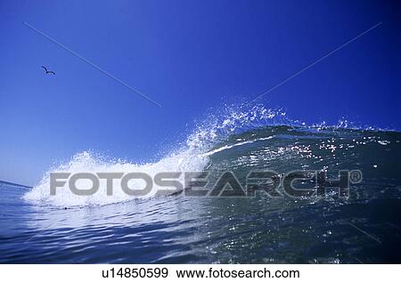 Stock Photo - Wave breaking with a seagull. Fotosearch