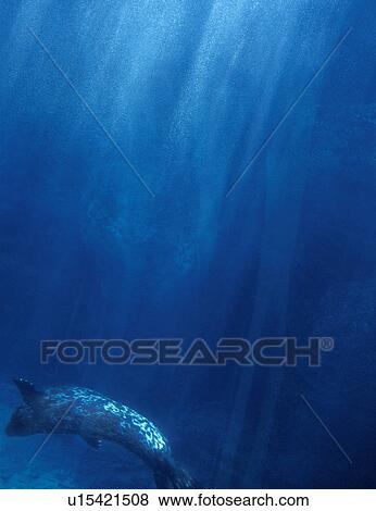 Stock Photo - Whale underwater. Fotosearch
