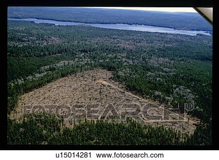 Stock Image - Aerial view of clearing in forest. Fotosearch