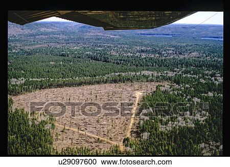 Aerial view of clearing in forest View Large Photo Image Stock Image - Aerial view of clearing in forest. Fotosearch