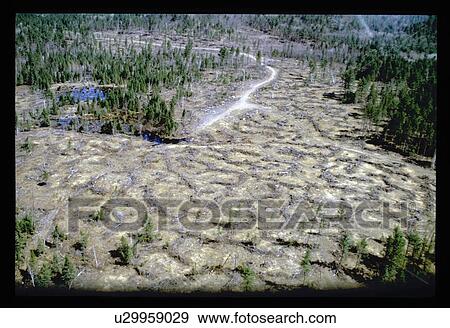 Stock Photo - Aerial view of clearing in forest. Fotosearch