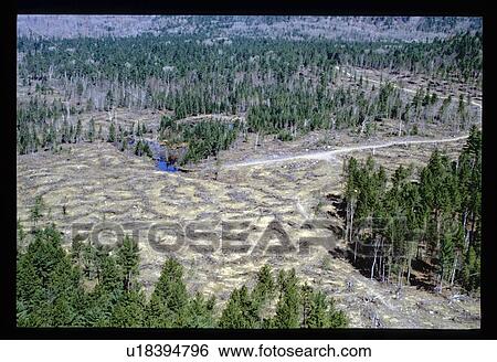 Aerial view of clearing in forest View Large Photo Image Stock Photograph - Aerial view of clearing in forest. Fotosearch