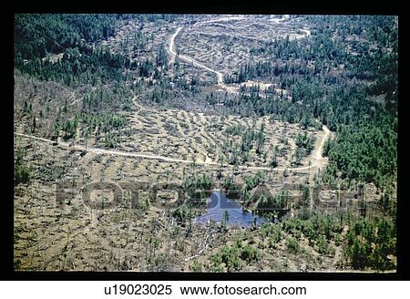 Stock Photography - Aerial view of forest clearing. Fotosearch