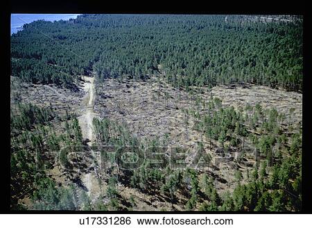 Stock Photograph - Aerial view of forest. Fotosearch