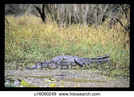 Alligator View Large Photo Image Stock Photo - Alligator . Fotosearch